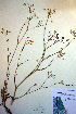  ( - CCDB-18321-G2)  @11 [ ] CreativeCommons - Attribution Non-Commercial Share-Alike (2012) CBG Photography Group Unspecified