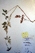  ( - CCDB-18321-F2)  @11 [ ] CreativeCommons - Attribution Non-Commercial Share-Alike (2012) CBG Photography Group Unspecified