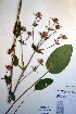  ( - CCDB-18321-E2)  @11 [ ] CreativeCommons - Attribution Non-Commercial Share-Alike (2012) CBG Photography Group Unspecified