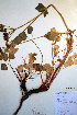  ( - CCDB-18321-C2)  @11 [ ] CreativeCommons - Attribution Non-Commercial Share-Alike (2012) CBG Photography Group Unspecified