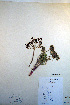  ( - CCDB-18321-A2)  @11 [ ] CreativeCommons - Attribution Non-Commercial Share-Alike (2012) CBG Photography Group Unspecified