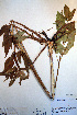  ( - CCDB-18321-D3)  @11 [ ] CreativeCommons - Attribution Non-Commercial Share-Alike (2012) CBG Photography Group Unspecified