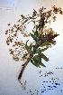  ( - CCDB-18321-C3)  @11 [ ] CreativeCommons - Attribution Non-Commercial Share-Alike (2012) CBG Photography Group Unspecified