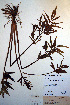  ( - CCDB-18321-B3)  @11 [ ] CreativeCommons - Attribution Non-Commercial Share-Alike (2012) CBG Photography Group Unspecified