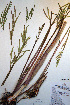  ( - CCDB-18321-F4)  @11 [ ] CreativeCommons - Attribution Non-Commercial Share-Alike (2012) CBG Photography Group Unspecified