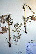  ( - CCDB-18321-D4)  @11 [ ] CreativeCommons - Attribution Non-Commercial Share-Alike (2012) CBG Photography Group Unspecified