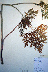  ( - CCDB-18321-C4)  @11 [ ] CreativeCommons - Attribution Non-Commercial Share-Alike (2012) CBG Photography Group Unspecified