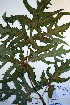  ( - CCDB-18321-H5)  @11 [ ] CreativeCommons - Attribution Non-Commercial Share-Alike (2012) CBG Photography Group Unspecified