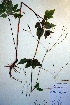  ( - CCDB-18321-E5)  @11 [ ] CreativeCommons - Attribution Non-Commercial Share-Alike (2012) CBG Photography Group Unspecified