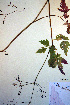  ( - CCDB-18321-D5)  @11 [ ] CreativeCommons - Attribution Non-Commercial Share-Alike (2012) CBG Photography Group Unspecified