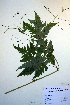  ( - CCDB-18321-C5)  @11 [ ] CreativeCommons - Attribution Non-Commercial Share-Alike (2012) CBG Photography Group Unspecified
