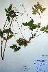 ( - CCDB-18321-A5)  @11 [ ] CreativeCommons - Attribution Non-Commercial Share-Alike (2012) CBG Photography Group Unspecified