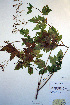  ( - CCDB-18321-G6)  @11 [ ] CreativeCommons - Attribution Non-Commercial Share-Alike (2012) CBG Photography Group Unspecified
