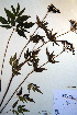  ( - CCDB-18321-C6)  @11 [ ] CreativeCommons - Attribution Non-Commercial Share-Alike (2012) CBG Photography Group Unspecified