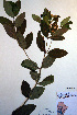  ( - CCDB-18321-G7)  @11 [ ] CreativeCommons - Attribution Non-Commercial Share-Alike (2012) CBG Photography Group Unspecified