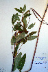  ( - CCDB-18321-F7)  @11 [ ] CreativeCommons - Attribution Non-Commercial Share-Alike (2012) CBG Photography Group Unspecified