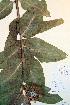 (Asclepias speciosa - CCDB-18321-B7)  @13 [ ] CreativeCommons - Attribution Non-Commercial Share-Alike (2012) CBG Photography Group Unspecified