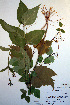  (Amphicarpaea - CCDB-18321-G8)  @13 [ ] CreativeCommons - Attribution Non-Commercial Share-Alike (2012) CBG Photography Group Unspecified