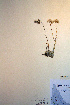  ( - CCDB-18322-G1)  @13 [ ] CreativeCommons - Attribution Non-Commercial Share-Alike (2012) CBG Photography Group Unspecified
