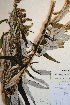  (Artemisia longifolia - CCDB-18322-B4)  @13 [ ] CreativeCommons - Attribution Non-Commercial Share-Alike (2012) CBG Photography Group Unspecified