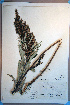  (Artemisia suksdorfii - CCDB-18322-D5)  @13 [ ] CreativeCommons - Attribution Non-Commercial Share-Alike (2012) CBG Photography Group Unspecified