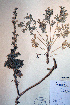  ( - CCDB-18322-C5)  @13 [ ] CreativeCommons - Attribution Non-Commercial Share-Alike (2012) CBG Photography Group Unspecified