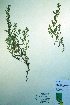  (Iva axillaris - CCDB-18323-F4)  @11 [ ] CreativeCommons - Attribution Non-Commercial Share-Alike (2012) CBG Photography Group Unspecified