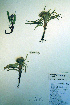  ( - CCDB-18323-F10)  @11 [ ] CreativeCommons - Attribution Non-Commercial Share-Alike (2012) CBG Photography Group Unspecified
