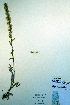  ( - CCDB-18324-A1)  @11 [ ] CreativeCommons - Attribution Non-Commercial Share-Alike (2012) CBG Photography Group Unspecified