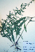  ( - CCDB-18324-G5)  @11 [ ] CreativeCommons - Attribution Non-Commercial Share-Alike (2012) CBG Photography Group Unspecified