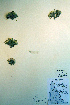  ( - CCDB-18324-B9)  @11 [ ] CreativeCommons - Attribution Non-Commercial Share-Alike (2012) CBG Photography Group Unspecified