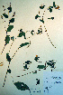  ( - CCDB-18324-A10)  @11 [ ] CreativeCommons - Attribution Non-Commercial Share-Alike (2012) CBG Photography Group Unspecified