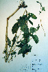  ( - CCDB-18324-G11)  @11 [ ] CreativeCommons - Attribution Non-Commercial Share-Alike (2012) CBG Photography Group Unspecified