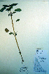  ( - CCDB-18324-D11)  @11 [ ] CreativeCommons - Attribution Non-Commercial Share-Alike (2012) CBG Photography Group Unspecified