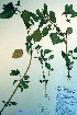  ( - CCDB-18324-B11)  @11 [ ] CreativeCommons - Attribution Non-Commercial Share-Alike (2012) CBG Photography Group Unspecified