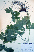  ( - CCDB-18324-H12)  @11 [ ] CreativeCommons - Attribution Non-Commercial Share-Alike (2012) CBG Photography Group Unspecified