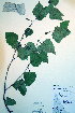  ( - CCDB-18325-D1)  @11 [ ] CreativeCommons - Attribution Non-Commercial Share-Alike (2012) CBG Photography Group Unspecified