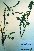  ( - CCDB-18325-B1)  @11 [ ] CreativeCommons - Attribution Non-Commercial Share-Alike (2012) CBG Photography Group Unspecified