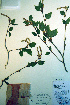  ( - CCDB-18325-A1)  @11 [ ] CreativeCommons - Attribution Non-Commercial Share-Alike (2012) CBG Photography Group Unspecified