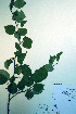  ( - CCDB-18325-G2)  @11 [ ] CreativeCommons - Attribution Non-Commercial Share-Alike (2012) CBG Photography Group Unspecified