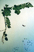  ( - CCDB-18325-F2)  @11 [ ] CreativeCommons - Attribution Non-Commercial Share-Alike (2012) CBG Photography Group Unspecified