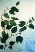  ( - CCDB-18325-C2)  @11 [ ] CreativeCommons - Attribution Non-Commercial Share-Alike (2012) CBG Photography Group Unspecified