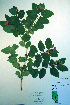  ( - CCDB-18327-G8)  @11 [ ] CreativeCommons - Attribution Non-Commercial Share-Alike (2012) CBG Photography Group Unspecified