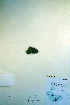  ( - CCDB-18328-H3)  @11 [ ] CreativeCommons - Attribution Non-Commercial Share-Alike (2012) CBG Photography Group Unspecified