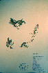  ( - CCDB-18328-D6)  @11 [ ] CreativeCommons - Attribution Non-Commercial Share-Alike (2012) CBG Photography Group Unspecified