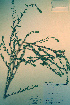  ( - CCDB-18328-C9)  @11 [ ] CreativeCommons - Attribution Non-Commercial Share-Alike (2012) CBG Photography Group Unspecified
