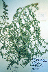  (Bassia - CCDB-18328-B9)  @11 [ ] CreativeCommons - Attribution Non-Commercial Share-Alike (2012) CBG Photography Group Unspecified