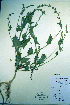  (Atriplex micrantha - CCDB-18328-F10)  @11 [ ] CreativeCommons - Attribution Non-Commercial Share-Alike (2012) CBG Photography Group Unspecified