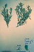  (Atriplex gardneri - CCDB-18328-D10)  @11 [ ] CreativeCommons - Attribution Non-Commercial Share-Alike (2012) CBG Photography Group Unspecified