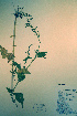  ( - CCDB-18328-A11)  @11 [ ] CreativeCommons - Attribution Non-Commercial Share-Alike (2012) CBG Photography Group Unspecified